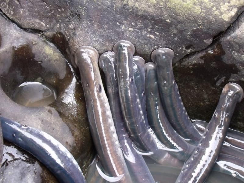 Kanakana eels climbing up a rock